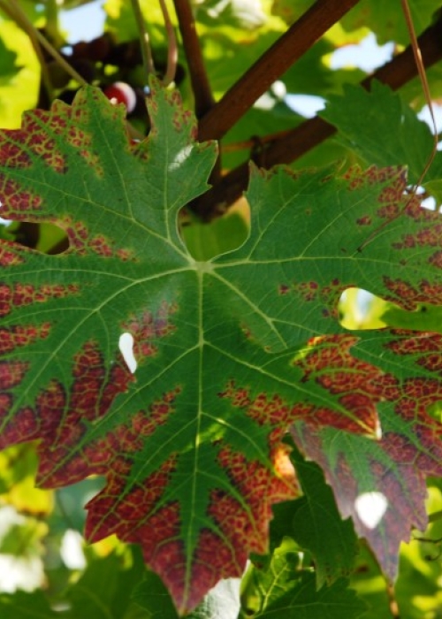 Cabernet Sauvignon Blatt 13